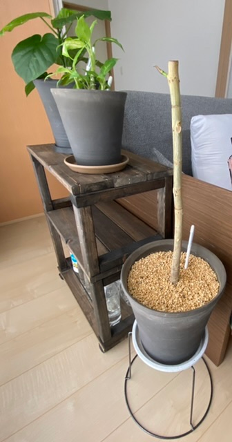 ウンベラータの植替え後の 肥料等 について教えて下さい 長文ですが宜しくお願い Yahoo 知恵袋