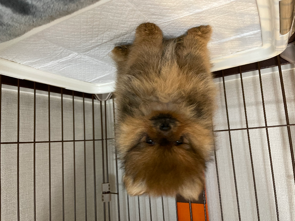 キツネ顔ですか たぬき顔ですか 4ヶ月で猿期真っ只中です たぬきかな Yahoo 知恵袋