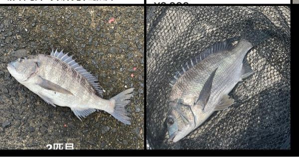 チヌってみなさん割とリリースしますか なんか周りの年配の方は結 Yahoo 知恵袋