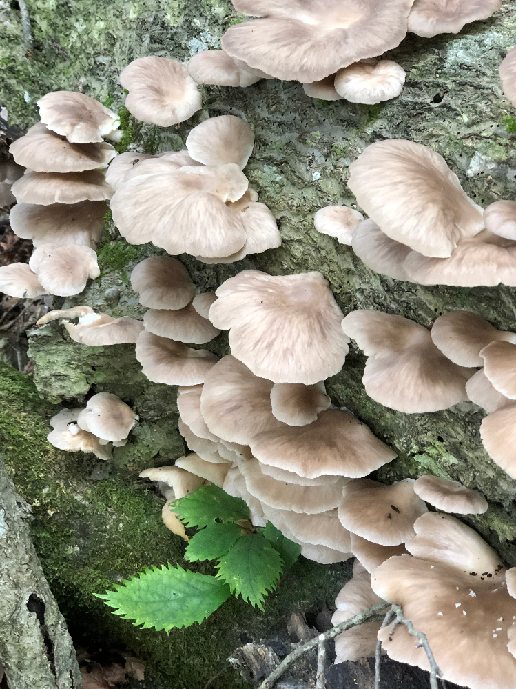 キノコに詳しい方 至急お願いいたします 本日採取しました こちらのキノコ Yahoo 知恵袋