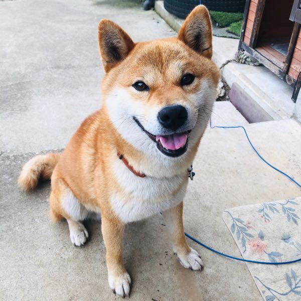 ネットのコラ画像なら犬が笑顔のときに目も笑ってるけど 実際の本当の本物の犬は Yahoo 知恵袋