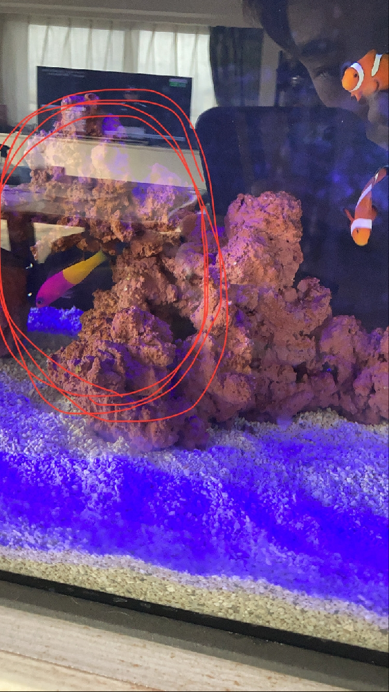 30リットルの水槽でショップの店員さんのアドバイスのもとカクレクマノミ2匹 ギ Yahoo 知恵袋