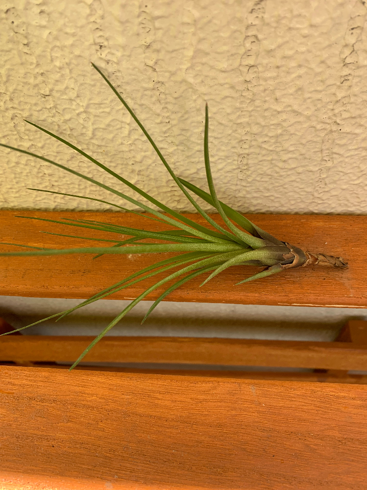 エアプランツの根元の茶色い部分は 取り除いたほうが良いのでしょうか Yahoo 知恵袋