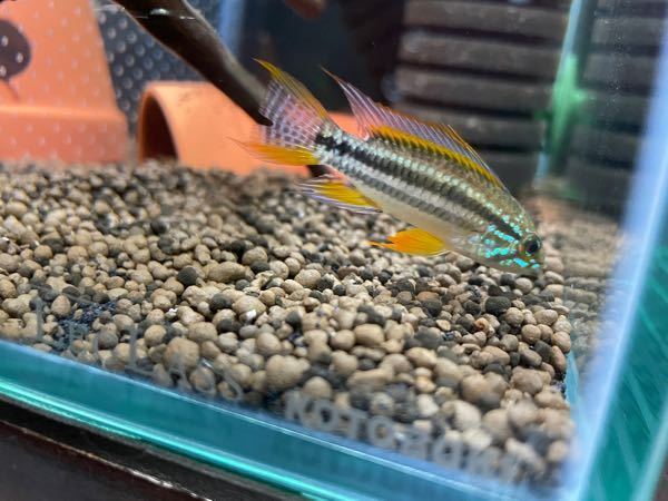 魚病カラムナリス熱帯魚アクアリウムについての質問です 飼育を始 Yahoo 知恵袋