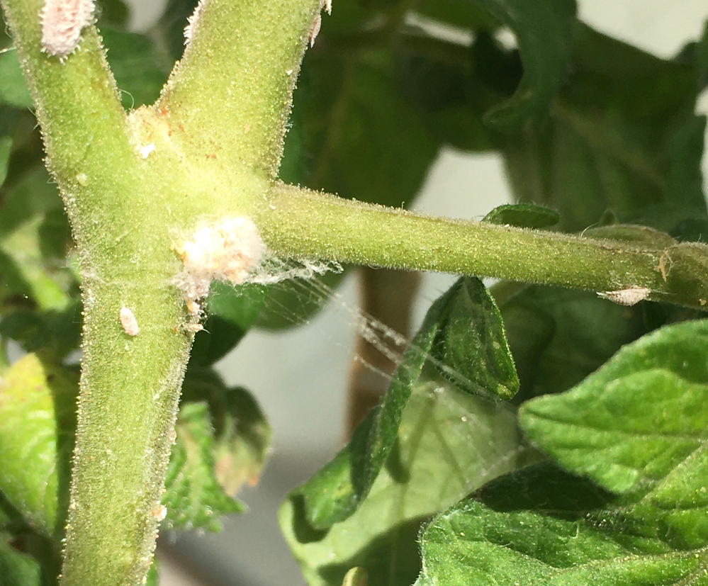 ミニトマトの茎に白い斑点が出ています 助けてください 数日前からミニ Yahoo 知恵袋