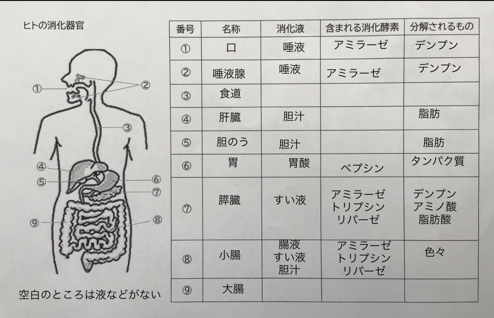 理科でこれであってるのか分かりません 消化液 が良く分かりません これであっ Yahoo 知恵袋