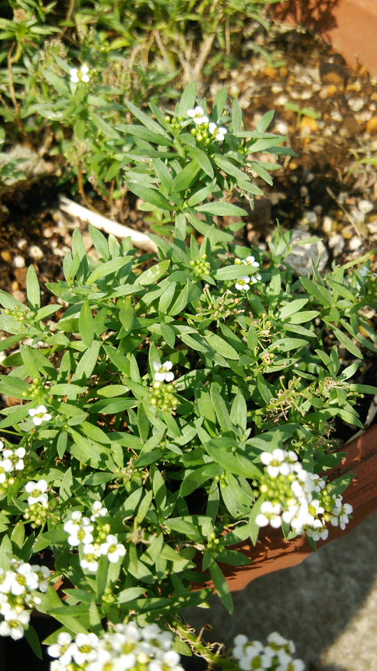一回植えたアリッサムがどんどん増えています。これは勝手に種がこぼれ