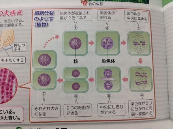 至急中学3年理科の玉ねぎの根の観察について 玉ねぎの実験結果をプ Yahoo 知恵袋