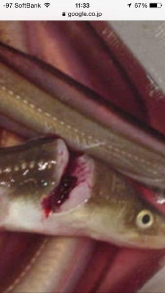 アナゴ釣で質問です アナゴ釣で釣ったアナゴは どのように持ち帰りますか Yahoo 知恵袋