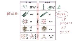 植物の合弁花 離弁花の覚え方とか 語呂合わせありますか あったら教えてくだ Yahoo 知恵袋