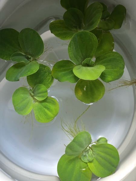 川に大量に増えている浮草を熱帯魚の水槽に入れても大丈夫でしょうか Yahoo 知恵袋