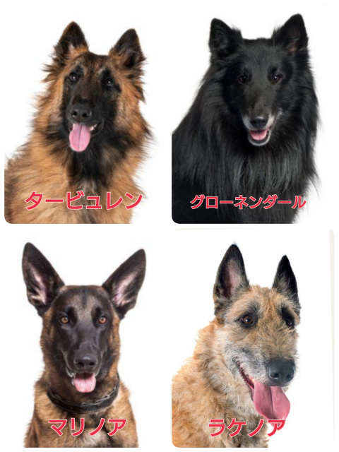 この犬の犬種などを教えて下さい シェパードはシェパードなのですが 日本でよ Yahoo 知恵袋
