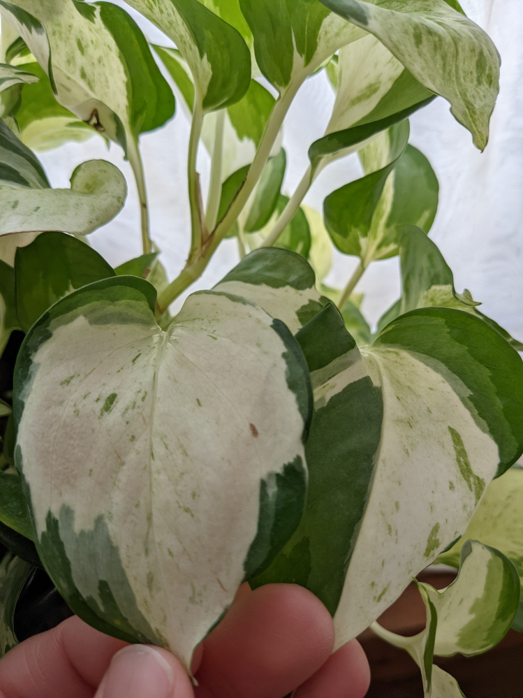 人気安い ポトスステータス根付き確認用です 植物 観葉植物 インテリア 住まい 小物 Belvtor By