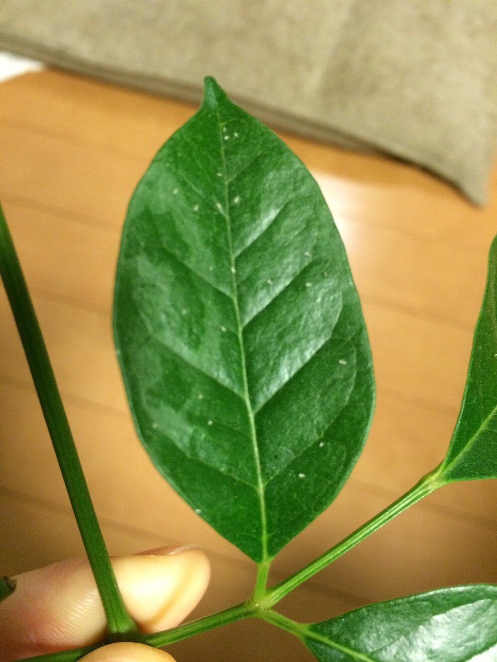 最も好ましい 観葉植物 葉 白い模様 観葉植物 葉 白い模様