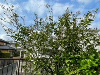 レモンの木の剪定について素人なので切る枝を選ぶのが難しく 2月3月は剪定をしま Yahoo 知恵袋