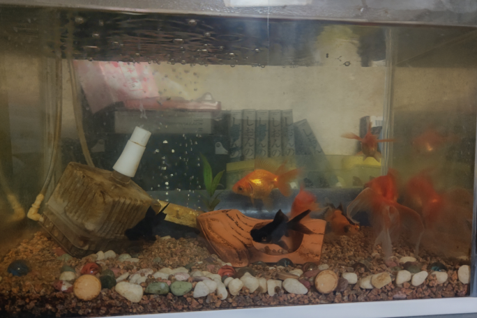 金魚全部 水槽 上部濾過 Ledライト Alba Com Gt