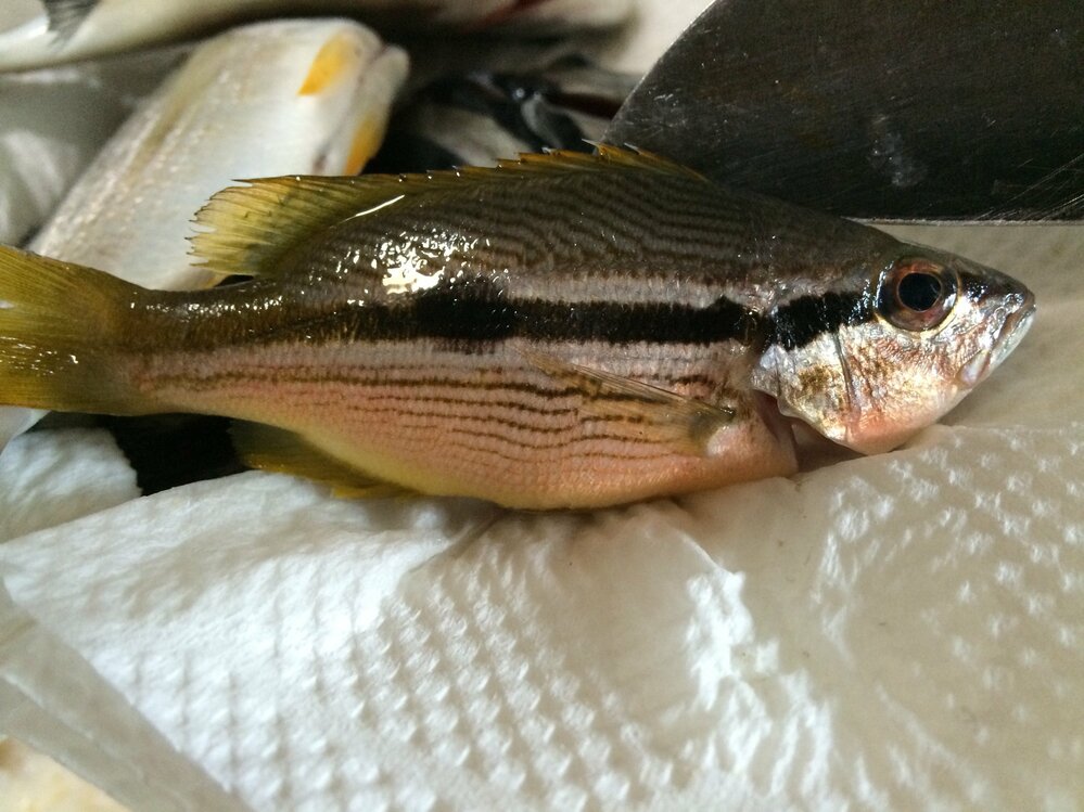 この魚の種類はなんという魚なんでしょうか 海釣りに行ったところ黄色っ Yahoo 知恵袋
