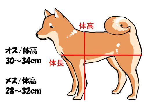 豆柴を飼いたいです 豆柴より小さいのが小豆柴 さらに小さいのが極小豆柴ですか Yahoo 知恵袋
