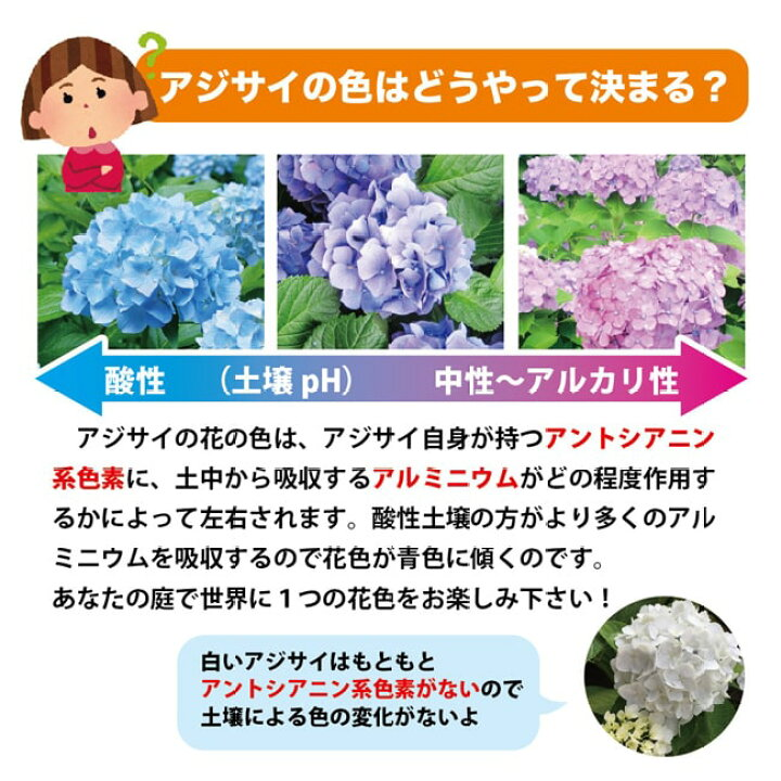 同じアジサイなのに花の色が違います 何故でしょうかね 土により色が変わると聞い Yahoo 知恵袋