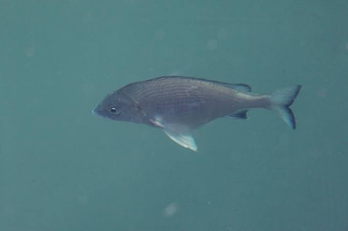 川に不思議な魚がいたのですが 携帯を家に忘れてしまい 写真が撮れませ Yahoo 知恵袋