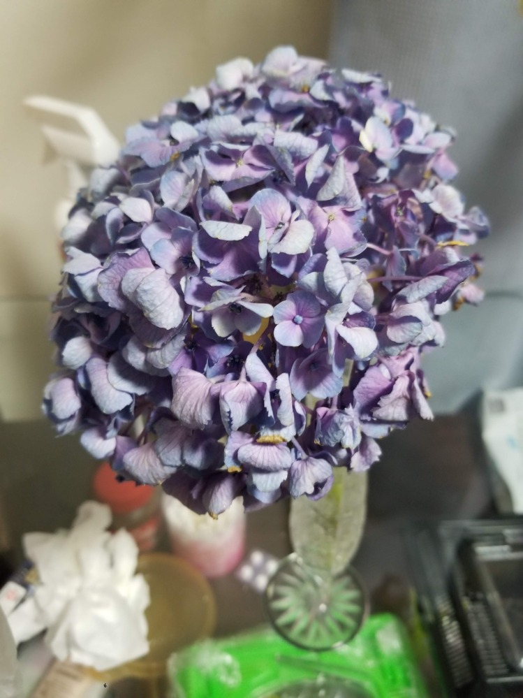 紫陽花の復活させ方について 三週間飾っていた紫陽花がついに枯れ始めました Yahoo 知恵袋