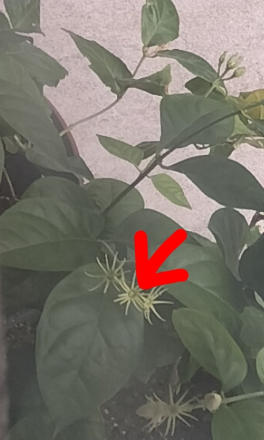 ジャスミン 茉莉花 の剪定と挿し木について質問です 我が家の茉莉花が Yahoo 知恵袋