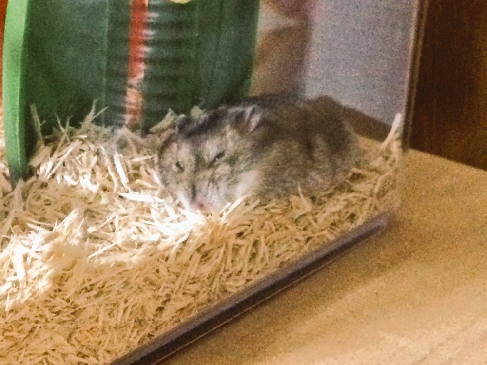 ハムスターの寝る位置についてハムスターを飼い始めて2週間がたちました ジャンガ Yahoo 知恵袋