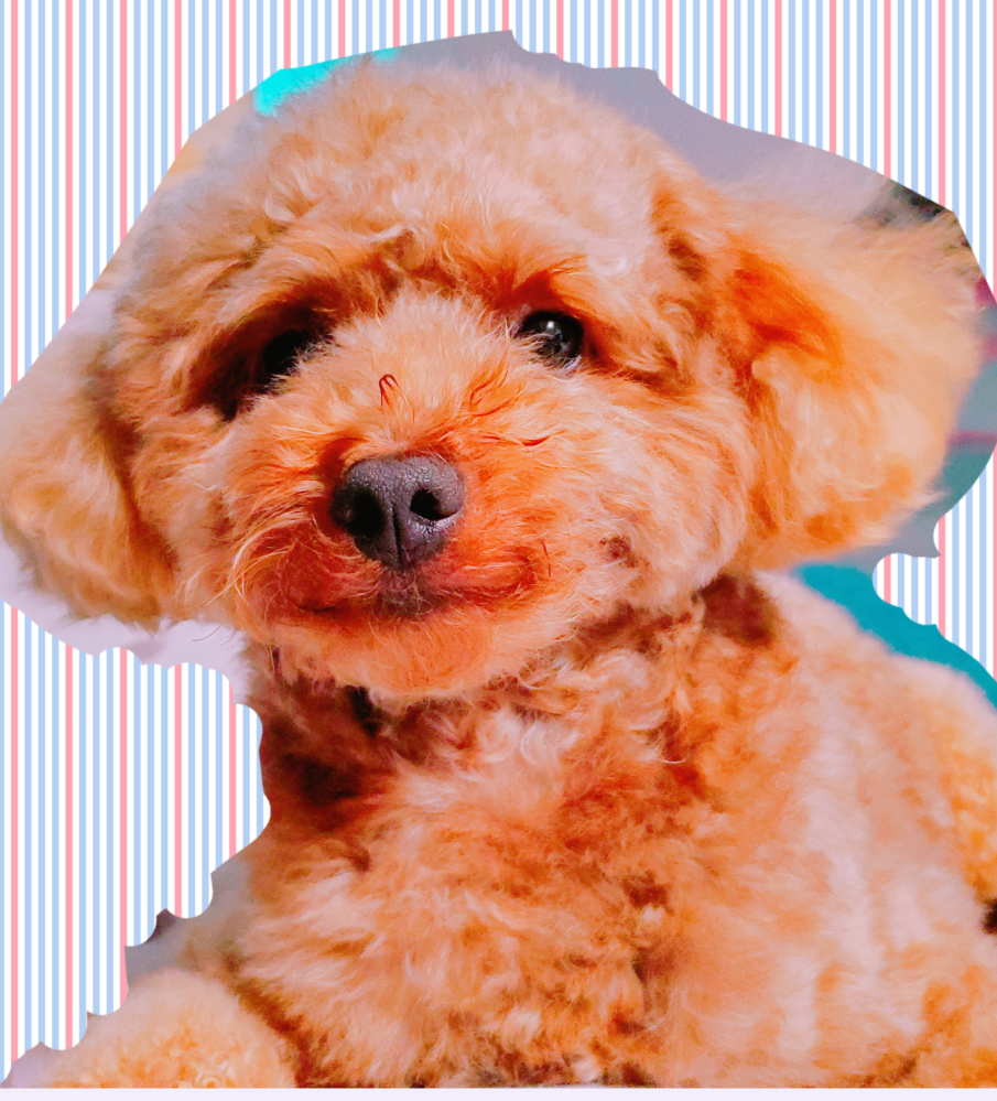 トイプードルがパンチパーマかけたみたいになっています こういうものな Yahoo 知恵袋