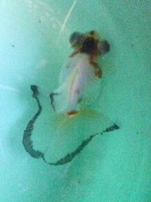 金魚のサイズ出目金はセンチくらいになってるの見ますが 蝶尾は15 Yahoo 知恵袋