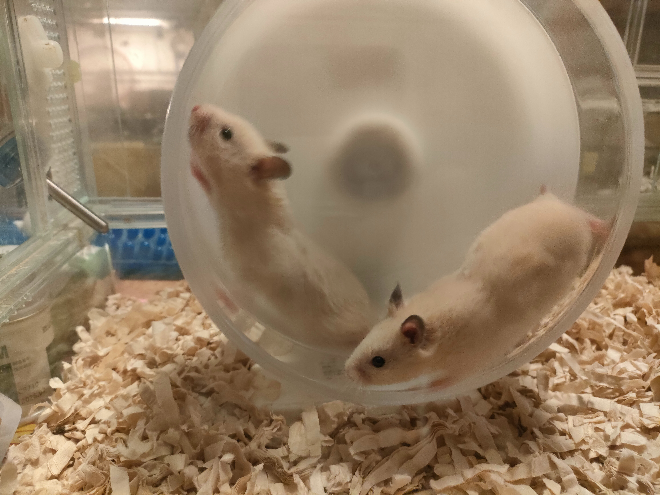 ゴールデンハムスターを2匹飼うのは大丈夫でしょうか？生後2ヶ月のメス