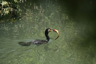 長良川の鵜飼でもし鵜が獲物を吐き出さなかったら 鵜は生存のための習性 Yahoo 知恵袋