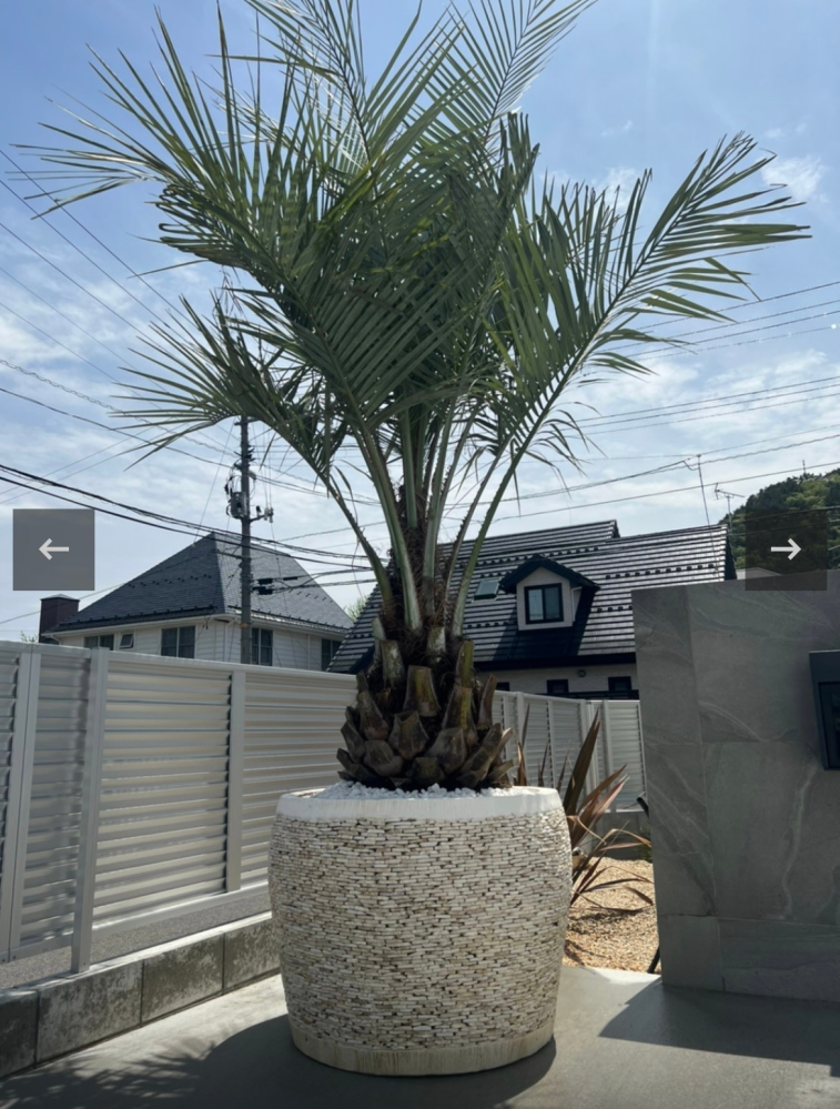 ココスヤシを鉢植えで育てたいのですが鉢の大きさを変えなければ成長は