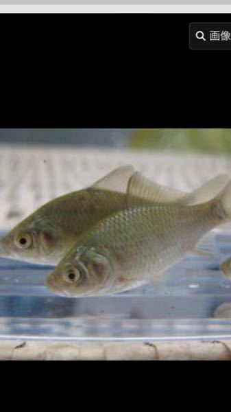 実家からメダカを分けてもらったのですが メダカと一緒に鮒もあげる Yahoo 知恵袋