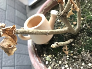 ハイビスカスの枯れの見極め等について 園芸に詳しい方 どうかご教授をお願いし Yahoo 知恵袋