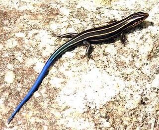 子供が大阪城公園で捕まえてきました なんて名前のトカゲでしょうか Yahoo 知恵袋