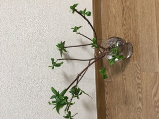 沈丁花です 花が咲いていた頃に切り枝にし 香りを楽しみましたが その後 花が落 Yahoo 知恵袋